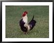 A Crowing Rooster Standing On A Lawn by Todd Gipstein Limited Edition Print
