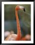 Flamingo by Vlad Kharitonov Limited Edition Print
