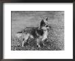 Champion Rozavel Wolf Cub Owner: Gray by Thomas Fall Limited Edition Print