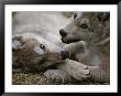 Fourteen-Week-Old Gray Wolves, Canis Lupus, Play With Each Other by Jim And Jamie Dutcher Limited Edition Print