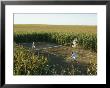 A Game Of Tennis On A Court Carved From A Cornfield by Joel Sartore Limited Edition Pricing Art Print