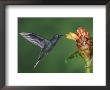Violet Sabrewing In Flight Feeding On Spiral Ginger, Central Valley, Costa Rica by Rolf Nussbaumer Limited Edition Print
