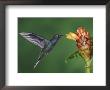 Violet Sabrewing In Flight Feeding On Spiral Ginger, Central Valley, Costa Rica by Rolf Nussbaumer Limited Edition Print