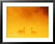 Mute Swan, Uk by David Tipling Limited Edition Print