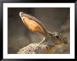 Black-Tailed Jackrabbit At The Henry Doorly Zoo, Omaha Zoo, Nebraska by Joel Sartore Limited Edition Print