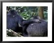 Male Chimpanzee Seeks Another For Support, Gombe National Park, Tanzania by Kristin Mosher Limited Edition Print