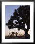 Silhouette Of Joshua Trees, Joshua Tree National Park, California by Rich Reid Limited Edition Print