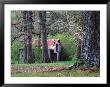 An Old Barn In The Tennessee Countryside, Tennessee, Usa by Richard Cummins Limited Edition Print