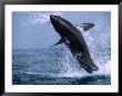 Great White Shark (Carcharodon Carcharias) Jumping Out Of The Water, False Bay, South Africa by Andrew Parkinson Limited Edition Print
