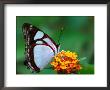 Nymphalid Butterfly, Native To The Rainforests Of Costa Rica by Tom Boyden Limited Edition Pricing Art Print