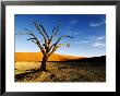 Dead Tree, Namib-Naukluft National Park, Namibia by Ariadne Van Zandbergen Limited Edition Print