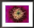 Pink Hedgehog Cactus Blossom, Arizona-Sonora Desert Museum, Tucson, Arizona, Usa by John & Lisa Merrill Limited Edition Pricing Art Print
