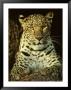 Asian Leopard, Asia by Brian Kenney Limited Edition Print