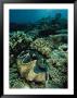 Underwater Vista Of A Reef Off Bikini Atoll Reveals A Giant Clam And Various Corals by Bill Curtsinger Limited Edition Print