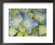Close View Of Hydrangea Flower, Groton, Connecticut by Todd Gipstein Limited Edition Print