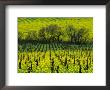 Vineyard Covered In Mustard Blossoms, Napa Valley, Usa by Nicholas Pavloff Limited Edition Print