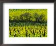 Vineyard Covered In Mustard Blossoms, Napa Valley, Usa by Nicholas Pavloff Limited Edition Pricing Art Print
