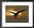 Bald Eagle Preparing To Land Silhouetted By Sun And Clouds, Homer, Alaska, Usa by Arthur Morris Limited Edition Print