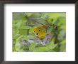 Yellow Warbler Male Building Nest, Pt. Pelee National Park, Ontario, Canada by Arthur Morris Limited Edition Print