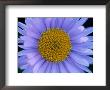 Mountain Daisy, Mt. Rainier National Park, Washington, Usa by Jamie & Judy Wild Limited Edition Print