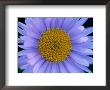 Mountain Daisy, Mt. Rainier National Park, Washington, Usa by Jamie & Judy Wild Limited Edition Print