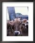Jersey Cow At The Hurd Farm In Hampton, New Hampshire, Usa by Jerry & Marcy Monkman Limited Edition Print