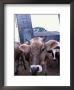 Jersey Cow At The Hurd Farm In Hampton, New Hampshire, Usa by Jerry & Marcy Monkman Limited Edition Print