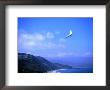 Hang Gliding At Fort Funston, San Francisco, California by Ray Laskowitz Limited Edition Print