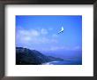Hang Gliding At Fort Funston, San Francisco, California by Ray Laskowitz Limited Edition Print