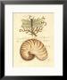 Nature's Curiosities Iv by Chad Barrett Limited Edition Print