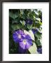 A Close View Of A Heavenly Blue Morning Glory Flower And Vine by Bill Curtsinger Limited Edition Print