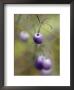 The Aubergine Fruit Of The Tasman Flax Lilly, Dianella Tasmanica, Australia by Jason Edwards Limited Edition Print