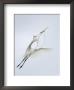 Great Egret Flying With Nesting Material, St. Augustine Alligator Farm, St. Augustine, Florida, Usa by Arthur Morris Limited Edition Print