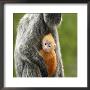 Silver Leaf Monkey And Offspring, Bako National Park, Borneo, Malaysia by Jay Sturdevant Limited Edition Print