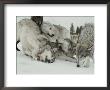 Pack Of Gray Wolves, Canis Lupus, Frolic In A Snowy Landscape by Jim And Jamie Dutcher Limited Edition Pricing Art Print