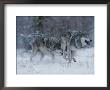 Couple Of Gray Wolves, Canis Lupus, Play Chase Through The Snow by Jim And Jamie Dutcher Limited Edition Print