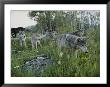 Group Of Gray Wolves, Canis Lupus, Walk Through A Mountain Meadow by Jim And Jamie Dutcher Limited Edition Pricing Art Print