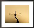 Dragonfly In Silhouette, Lake Malawi, Africa by Carsten Peter Limited Edition Print