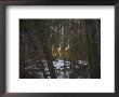 Trio Of Wild Does Pause In A Spot Of Sunlight by Stephen St. John Limited Edition Print