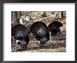 Adult Male Wild Turkey, Displaying, Lexington, Massachusetts by Tim Laman Limited Edition Pricing Art Print