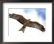Yellow-Billed Kite In Flight With Full Wingspread by Arthur Morris Limited Edition Print
