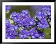 Fiddlehead Or Blue Curis In Bloom, Near Devine, Texas, Usa by Darrell Gulin Limited Edition Print