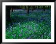 Bluebell (Nemophila) In Woodland At Baronscourt, Tyrone, Northern Ireland by Gareth Mccormack Limited Edition Print