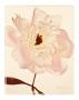 White Peony by Deborah Schenck Limited Edition Print