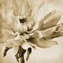 Peaceful Bloom I by Chris Zalewski Limited Edition Print