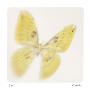 Butterfly Study 11 by Claude Peschel Dutombe Limited Edition Print