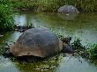 Riesenschildkroeten Auf Galapagos by Oliver Schwartz Limited Edition Print