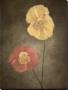 Poppy Ii by Dianne Poinski Limited Edition Pricing Art Print