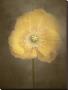 Poppy Iv by Dianne Poinski Limited Edition Pricing Art Print