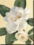 Morning Magnolia by Waltraud Fuchs Von Schwarzbek Limited Edition Print